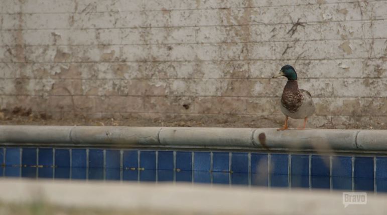 Pool-Duck-Flipping-Out Pool-Duck-Flipping-Out